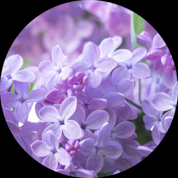 lilac212